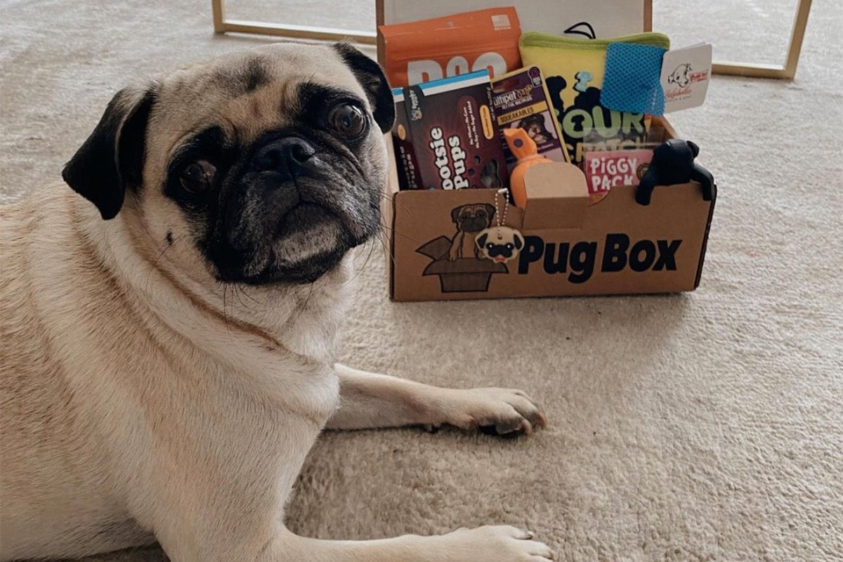 Pug jewelry outlet box