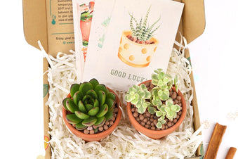 Succulents Box